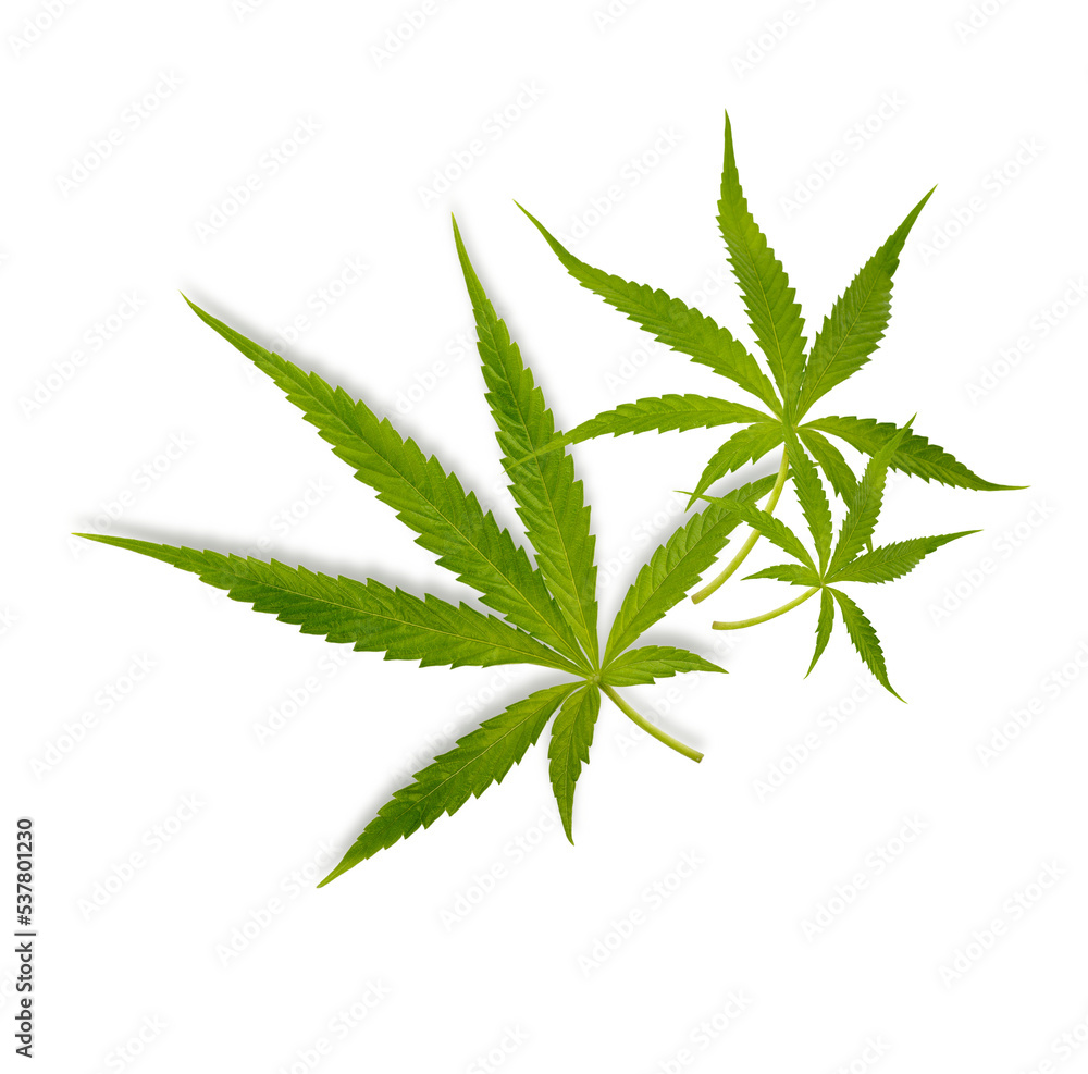 Marijuana trees for medical use are used separately isolated on transparent background (.PNG) Marijuana trees for medical use are used separately isolated on transparent background (.PNG)