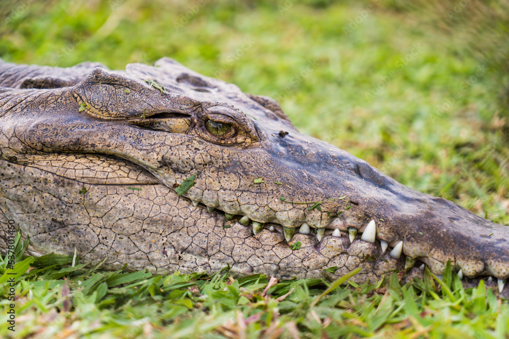 Fototapeta premium Closeup on a wild crocodile's head lying on grass