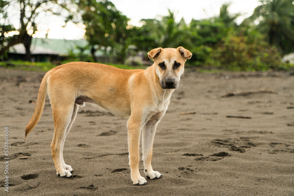 Shot of a lonely dog on a black sand beach with trees in the background.