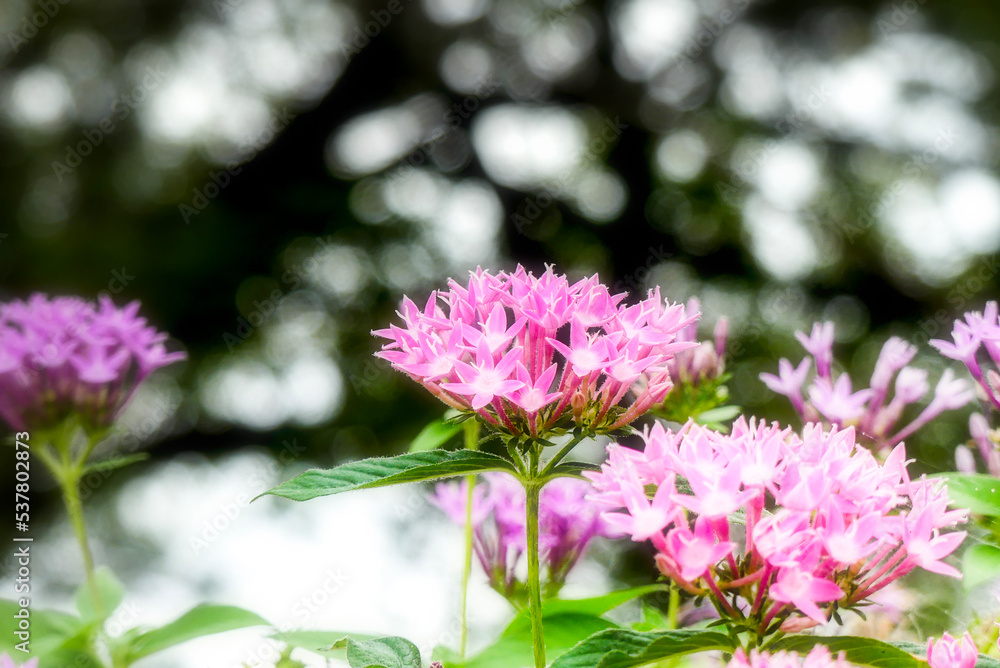 Obraz premium 公園に咲いていたピンクが美しいペンタスの花