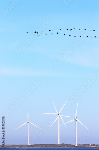 Canvas Print Flock of cormorants flying over a wind turbine park in the Eastern Scheldt natur