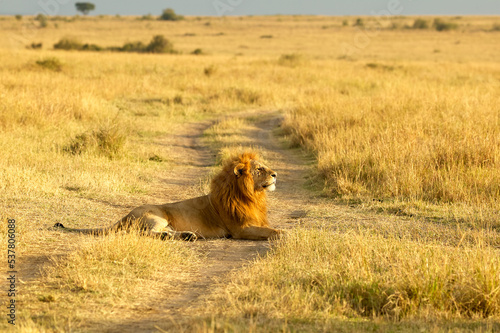 Male Lion  Panthera Leo  resting on the savanna plains of Masai Mara  Kenya in an early morning