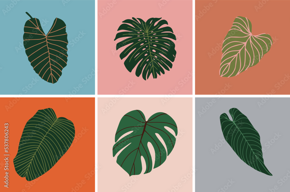 Set of Tropical Leaves decorative Illustration. Variation of Tropical plants leaves portraying monstera, fan palm, banana, fittonia, elephant leaves. Set of Tropical Leaves decorative Illustration. Variation of Tropical plants leaves portraying monstera, fan palm, banana, fittonia, elephant leaves.