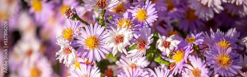 Lilac flowers close up. Bouquet of purple flowers. City flower beds  a beautiful and well-groomed garden with flowering bushes.