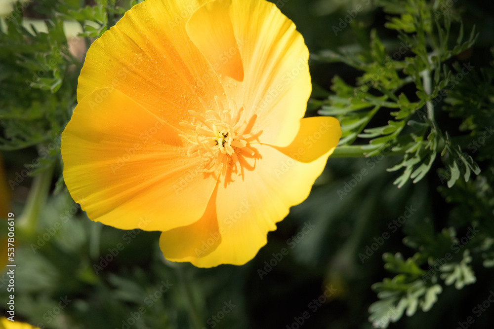 Yellow flower in the sunlight Yellow flower in the sunlight
