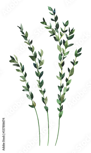 Field herbs, hand painted watercolor dry ruscus branches illustrations. Herbarium, botanical elements for design isolated on white background.
