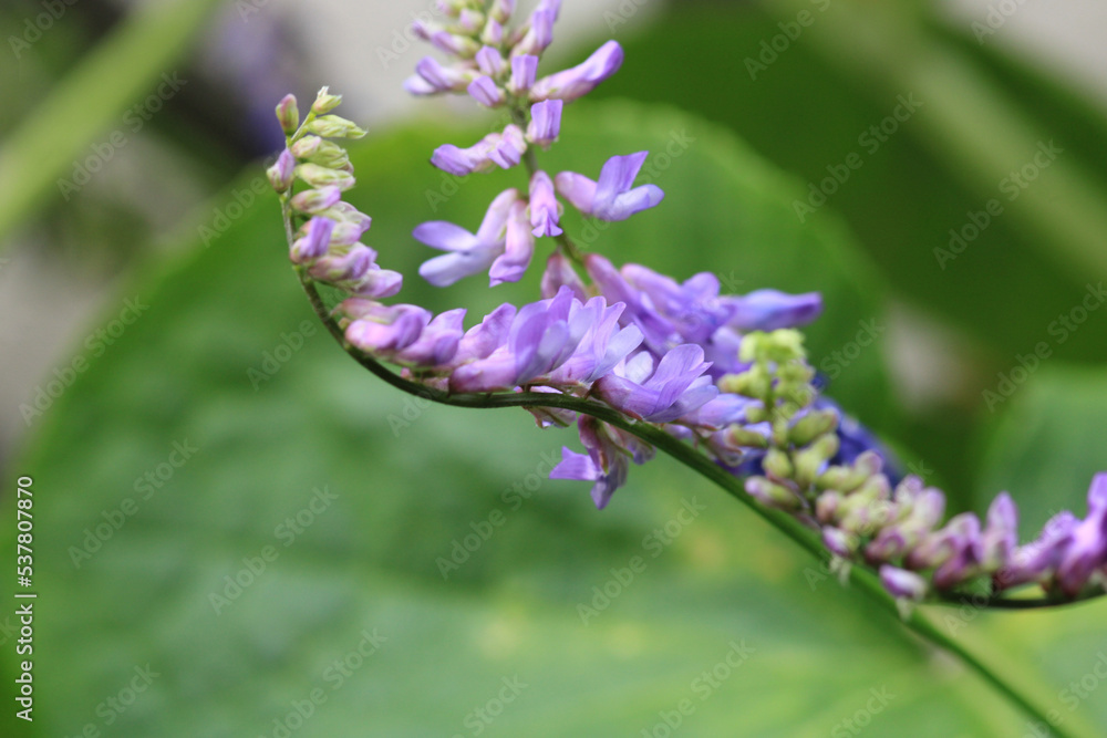vicia cracca plant flowers macro photo vicia cracca plant flowers macro photo