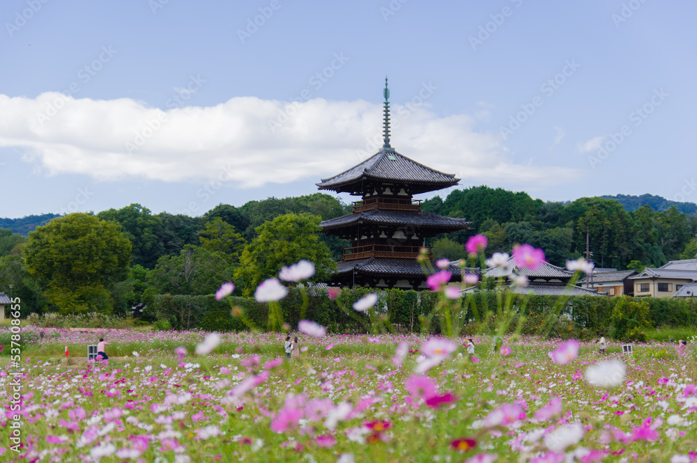 法起寺(奈良県斑鳩町)のコスモス