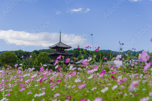 法起寺（奈良県斑鳩町）のコスモス