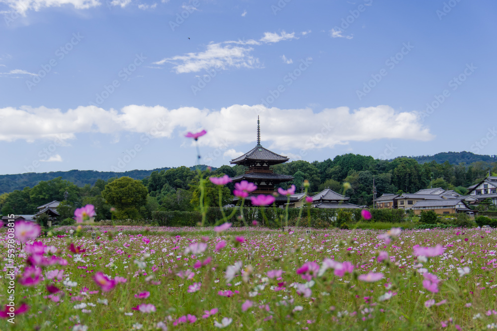 法起寺(奈良県斑鳩町)のコスモス