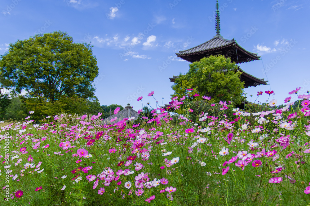 法起寺(奈良県斑鳩町)のコスモス