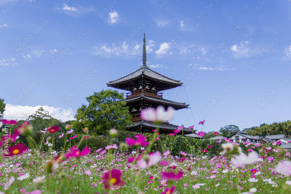 法起寺(奈良県斑鳩町)のコスモス