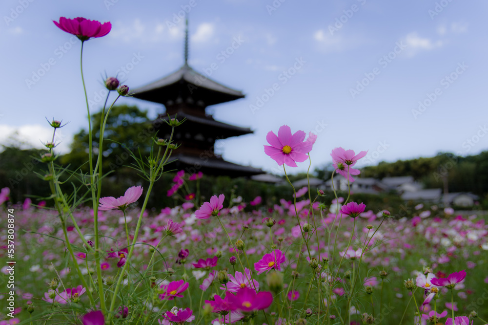 法起寺(奈良県斑鳩町)のコスモス