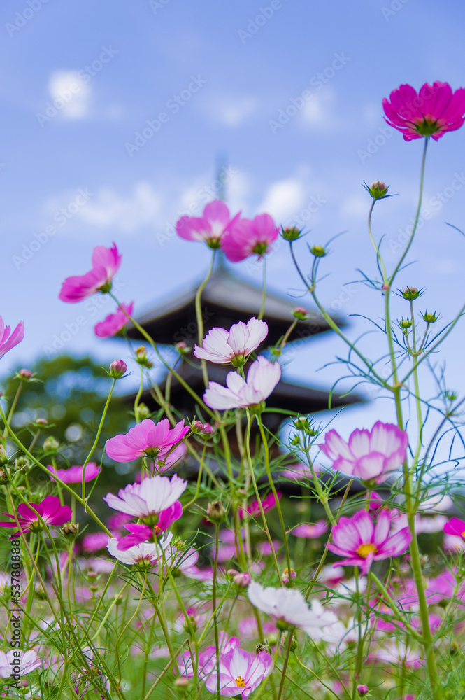 法起寺(奈良県斑鳩町)のコスモス
