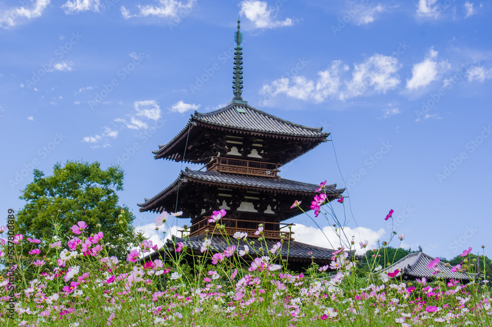 法起寺(奈良県斑鳩町)のコスモス