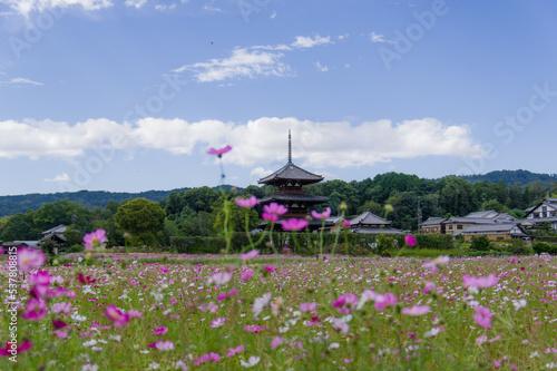 法起寺（奈良県斑鳩町）のコスモス