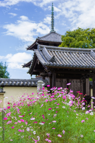 法起寺（奈良県斑鳩町）のコスモス