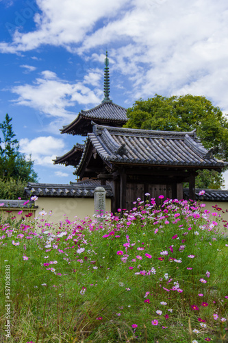 Obraz na płótnie 法起寺(奈良県斑鳩町)のコスモス w salonie