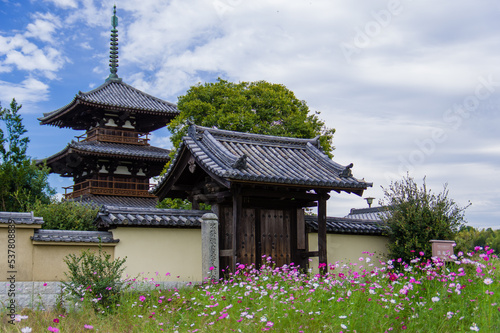 法起寺（奈良県斑鳩町）のコスモス © 弘文 杉尾