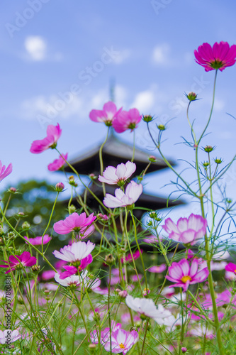 Obraz na płótnie 法起寺(奈良県斑鳩町)のコスモス w salonie