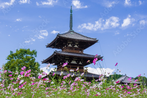 Obraz na płótnie 法起寺(奈良県斑鳩町)のコスモス w salonie