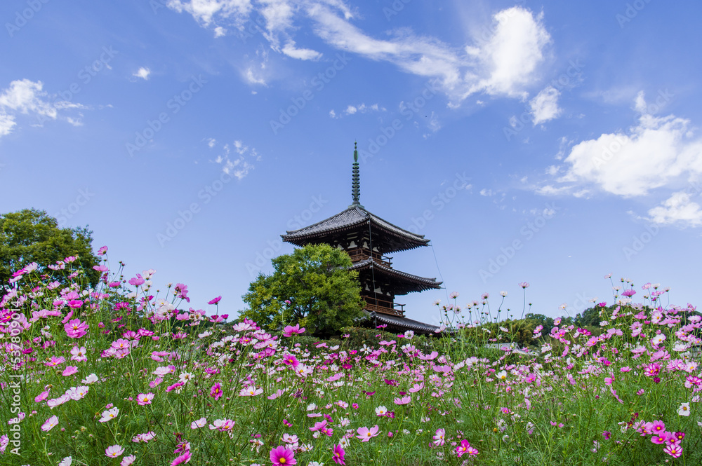 法起寺(奈良県斑鳩町)のコスモス