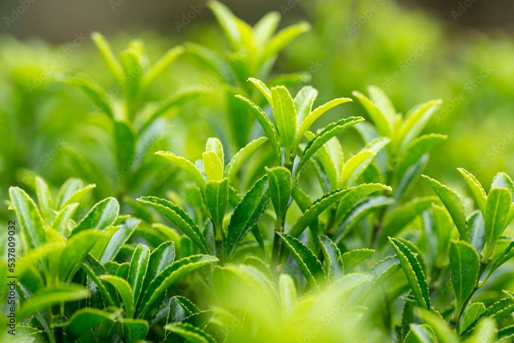 Obraz premium Young sprout in springtime,Closeup. spring green leaves on a bush. A shrub branch on a blurry green background, selective focus. The concept of a new life.
