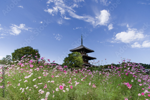 Obraz na płótnie 法起寺(奈良県斑鳩町)のコスモス w salonie