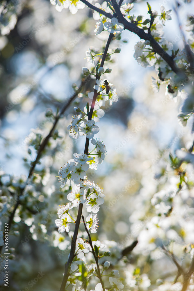 Abejas polinizando un ciruelo en flor Abejas polinizando un ciruelo en flor