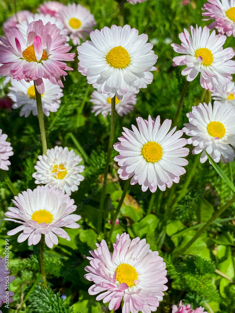 daisies in a row daisies in a row