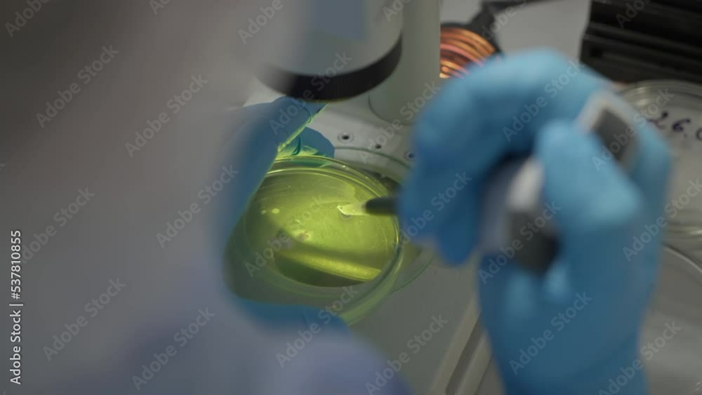 Testing the egg samples at the laboratory. Using a special testing tool