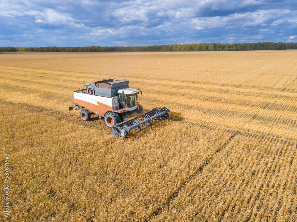 Obraz premium Harvest wheat grain and crop aerial view.Harvesting wheat,oats, barley in fields,ranches and farmlands.Combines mow in the field.Agro-industry.Combine Harvester Cutting on wheat filed.Machine harvest
