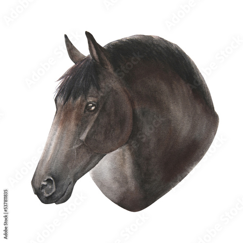 watercolor illustration portrait of horse isolated on white background photo