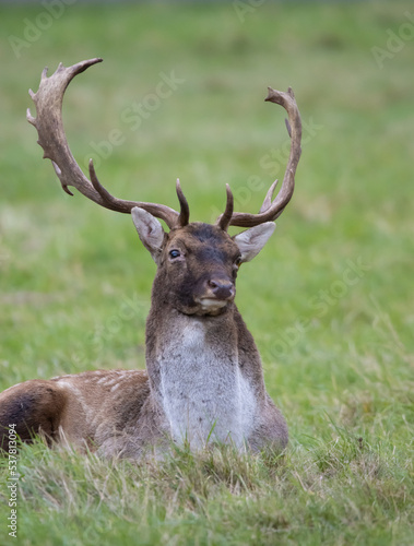 stag resting in a grass field