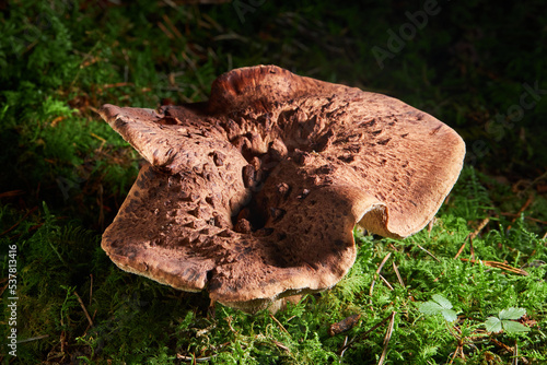 Sarcodon imbricatus, commonly known as the shingled hedgehog or Scaly Tooth photo