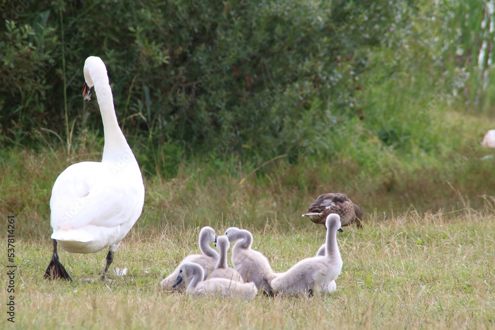 Obraz premium a family of white swans