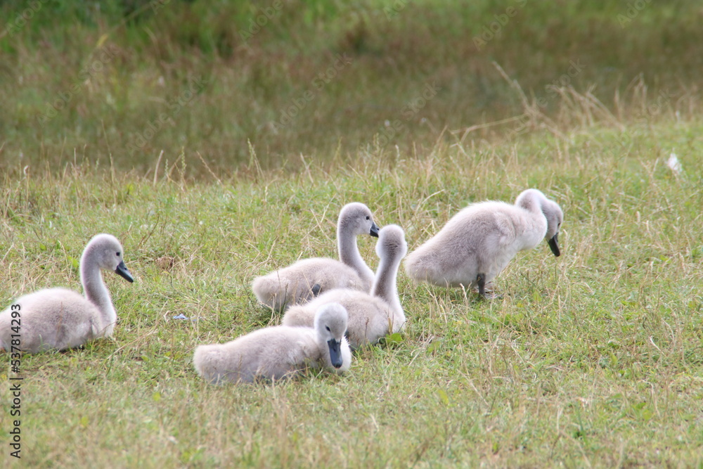 Fototapeta premium a family of white swans