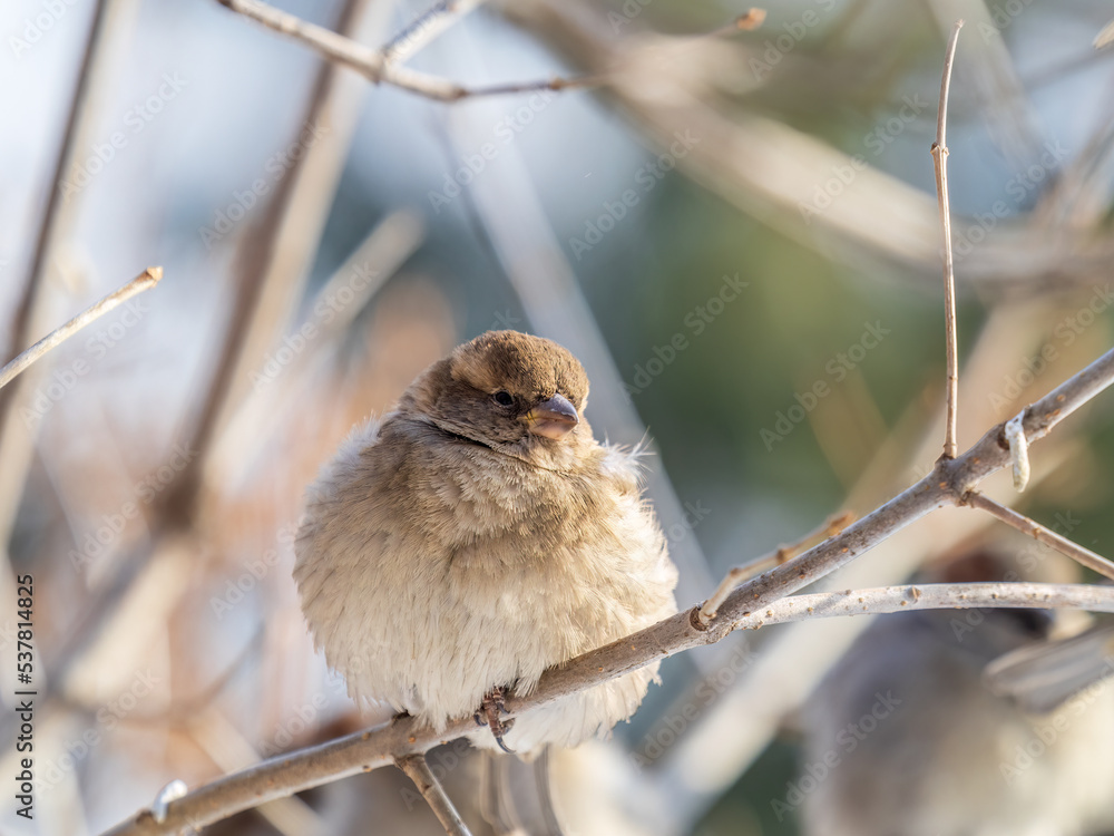 Sparrow sits on a branch without leaves. Sparrow sits on a branch without leaves.