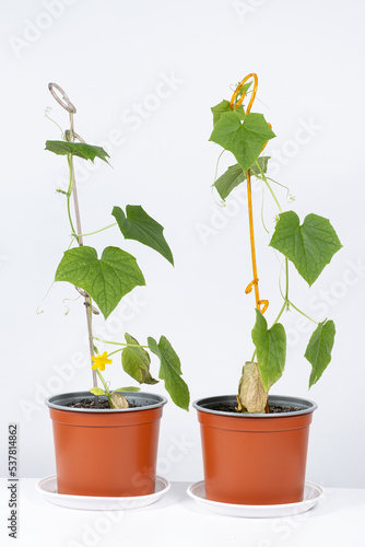 Growing cucumbers from seeds. Step 8 - The first flowers and cucumbers, supporting stick.
