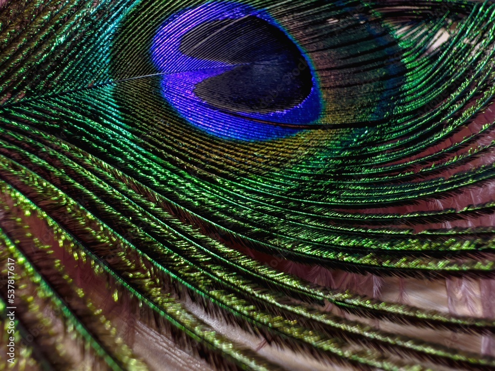 Fototapeta premium peacock feather background