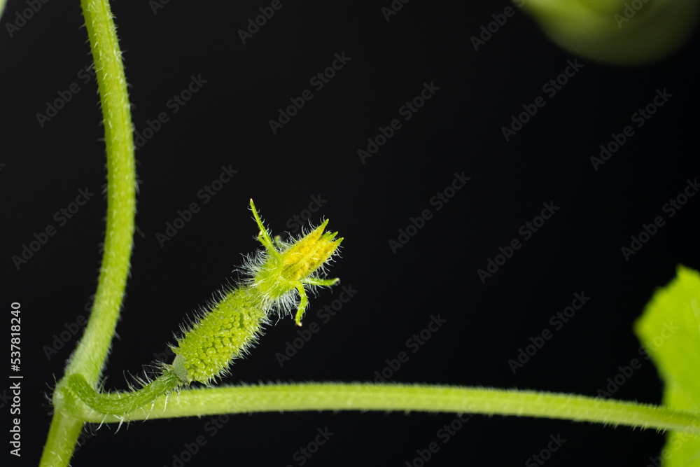 Fototapeta premium Growing cucumbers from seeds. Step 8 - The first little cucumber