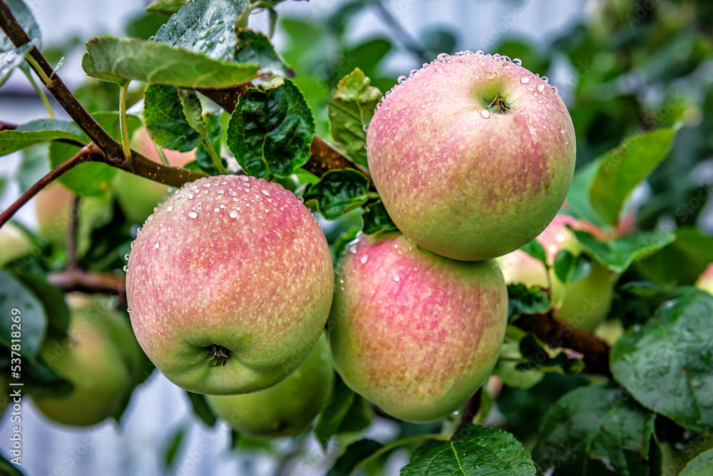 Ripe green red apples on the tree after rain Ripe green red apples on the tree after rain