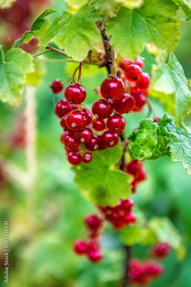 Ripe red currant in a garden on green background Ripe red currant in a garden on green background