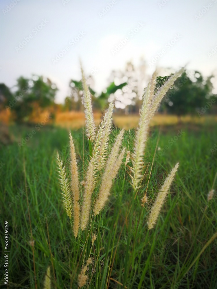 wild grass in the morning wild grass in the morning