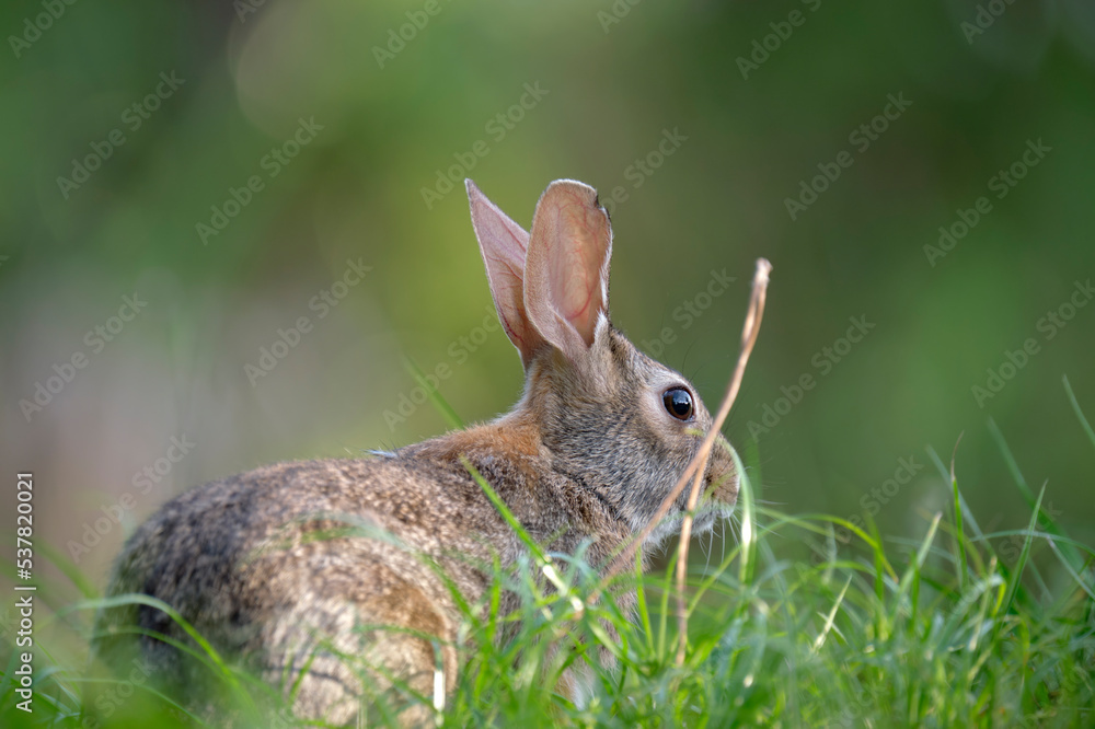 Fototapeta premium Grey small hare eating grass on summer field. Wild rabbit in nature