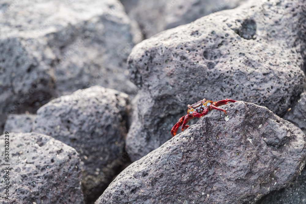 Colorful crab resting over some rocks near Santa Cruz harboour, Galapagos, Ecuador Colorful crab resting over some rocks near Santa Cruz harboour, Galapagos, Ecuador