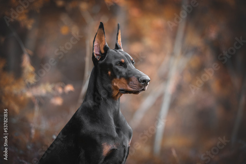 Obraz na płótnie European doberman dog with cropped ears in autumn forest