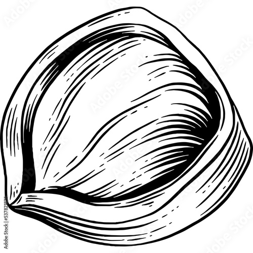 Hand drawn Hazelnut Sketch Illustration