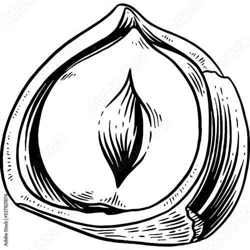 Hand drawn Hazelnut Sketch Illustration