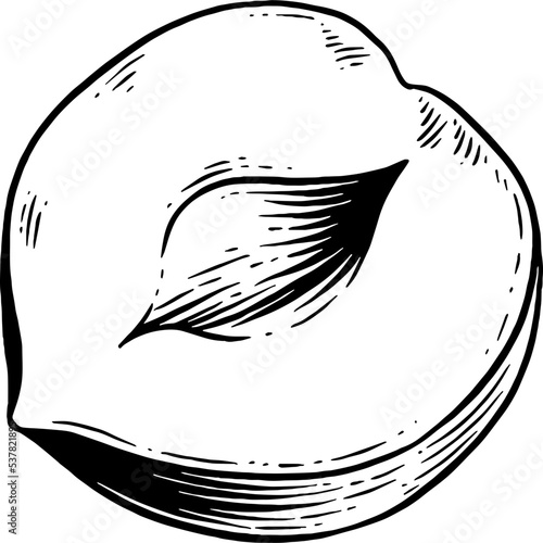 Hand drawn Hazelnut Sketch Illustration